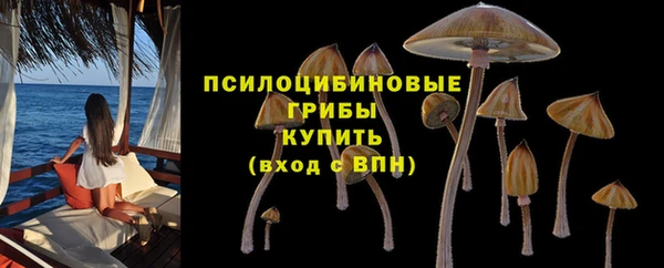 индика Белокуриха